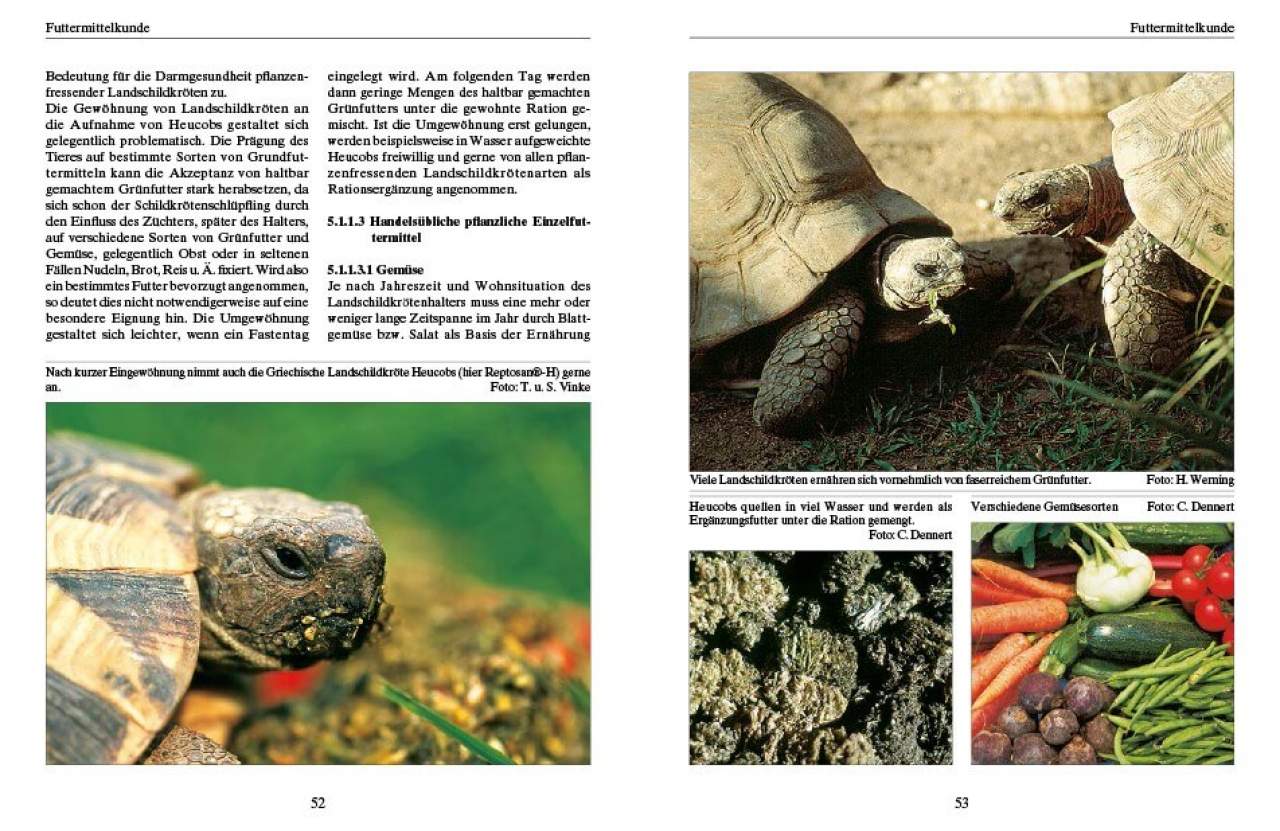Ernährung von Landschildkröten